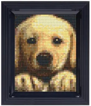 Golden Retriever Puppy