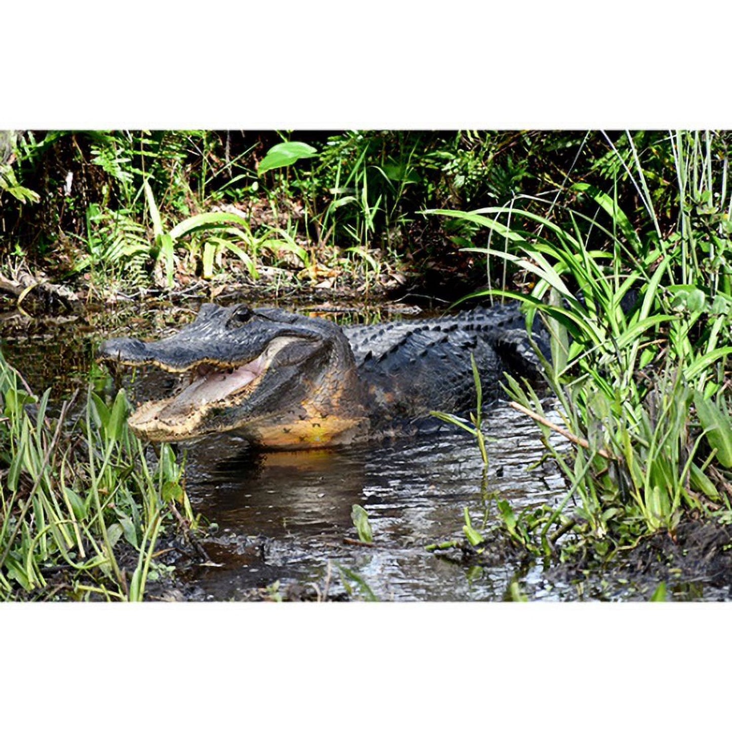 Call of the Wild - alligator - 5334-8