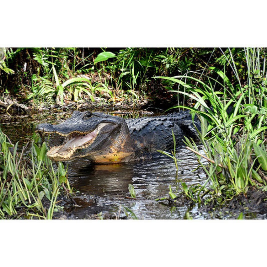 Call of the Wild - alligator - 5334-8